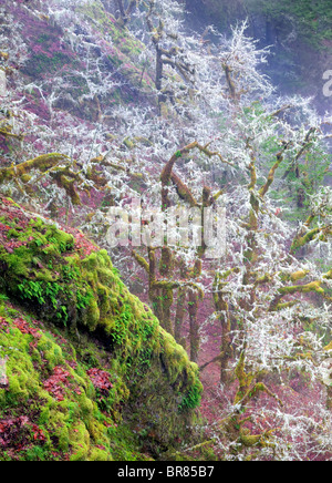 Il muschio e la nebbia nella foresta. Eagle Creek bacino. Columbia River Gorge National Scenic Area, Oregon Foto Stock