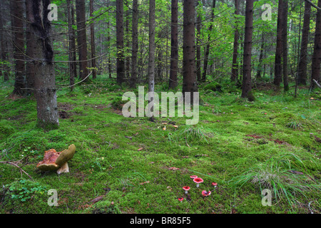 Foresta piena di funghi - Gruppo di Sickeners (Russula emetica) davanti. Foto Stock