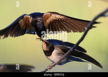 Barn swallow (Hirundo rustica) alimentazione di insetto da pulcino Foto Stock