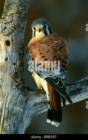 American gheppio o Sparviero Falco sparverius E USA Foto Stock