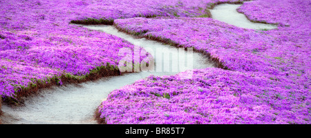 Ghiaccio viola pianta fiorisce e trail. Pacific Grove, California. Foto Stock