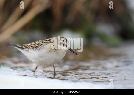 Little stint (Calidris minuta) in piedi in acqua Foto Stock