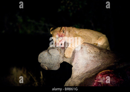 Lion cub mangiare ippopotamo morto nel Parco Nazionale di Kruger in Sud Africa Foto Stock