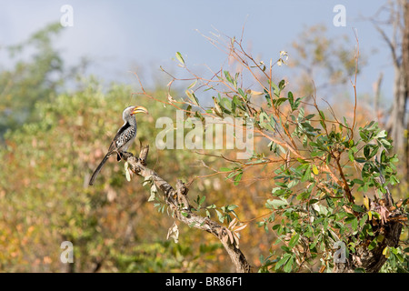 Yellowbilled Hornbill nella struttura ad albero nel Parco Nazionale di Kruger, Sud Africa Foto Stock