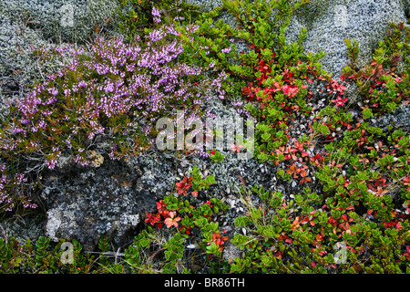 Colorato close up di vegetazione e fiori selvatici crescente tra la lava in nature paesaggio, Islanda, Europa Islanda terra natura sfondi astratti Foto Stock