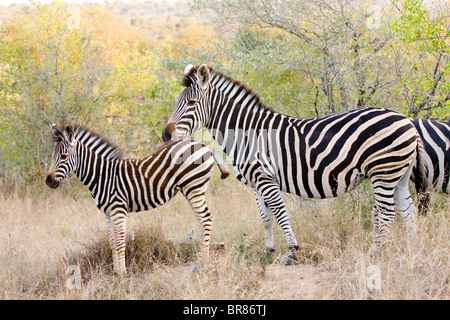 La madre e il puledro Burchell's zebra in piedi nella zona boschiva nel Parco Nazionale di Kruger, Sud Africa Foto Stock