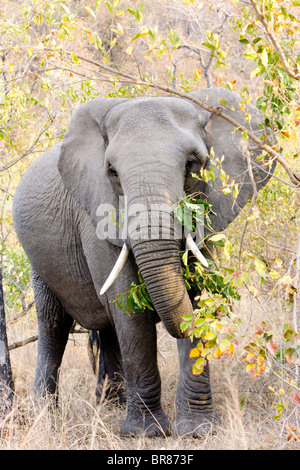 Elefante africano nel Parco Nazionale di Kruger, Sud Africa Foto Stock