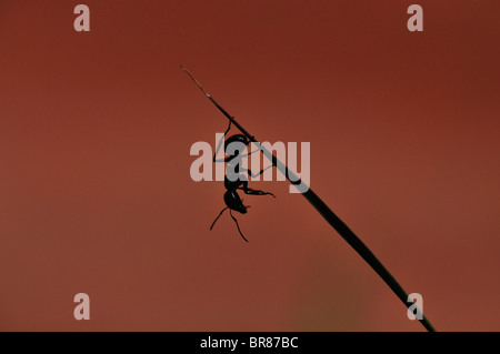 Bilanciamento della formica Foto Stock