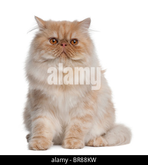 Gatto persiano, 1 anno di età, seduto di fronte a uno sfondo bianco Foto Stock