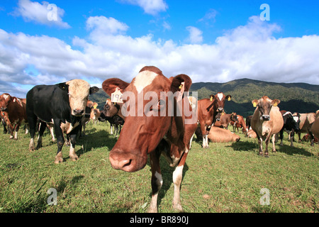 Vista ingrandita di un allevamento di bovini da latte in Nuova Zelanda Foto Stock