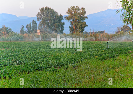 La spruzzatura di acqua da un impianto sprinkler Foto Stock