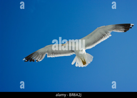 Seagull gabbiano in bianco e nero in volo in un cielo blu con ali spiegate. Foto Stock