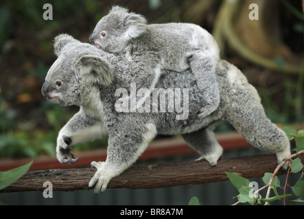 Il Koala Bears Phascolarctos cinereus allo zoo in Kuranda Australia Foto Stock