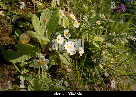 Primrose fiori che crescono sulla terra bank - Primula vulgaris Foto Stock