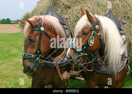 Sud Coldblood tedesco (Equus caballus), un team di due tirando un carro caricato con il fieno. Foto Stock