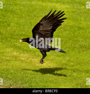 Carrion Crow Corvus corone in volo a gigrin farm rhayader in Powys un luogo dove potrete vedere Welsh Wildlife al suo meglio Foto Stock