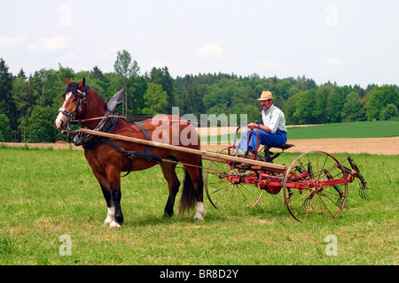 Sud Coldblood tedesco (Equus caballus) tirando un tedder. Foto Stock