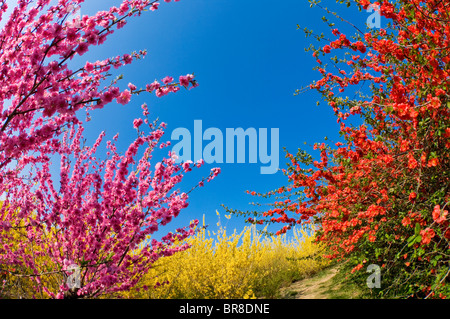 Fiori di susina e coltivazione Foto Stock