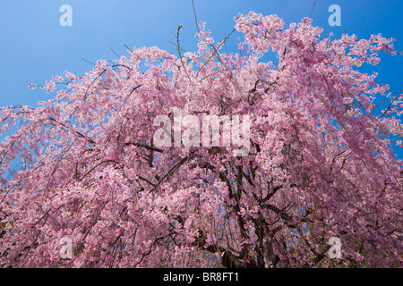 Cherry Blossom tree Foto Stock