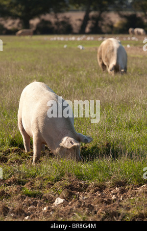 Allevati all'aperto senza intervallo gloucester old spot suini di un'azienda agricola Foto Stock