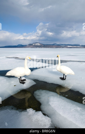 Due cigni in piedi sul ghiaccio Foto Stock