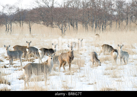 Maschio di cervi sika (Cervus nippon) Foto Stock