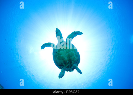 Sea Turtle nuoto sott'acqua Foto Stock