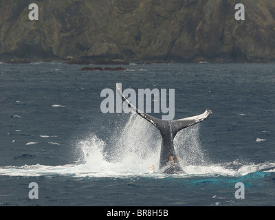 Humpback Whale, la coda al di sopra della superficie dell'acqua Foto Stock