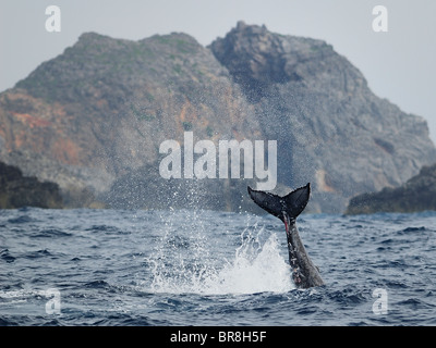 Humpback Whale, la coda al di sopra della superficie dell'acqua Foto Stock