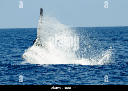 Humpback Whale, la coda al di sopra della superficie dell'acqua Foto Stock