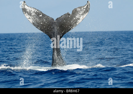 Humpback Whale, la coda al di sopra della superficie dell'acqua Foto Stock