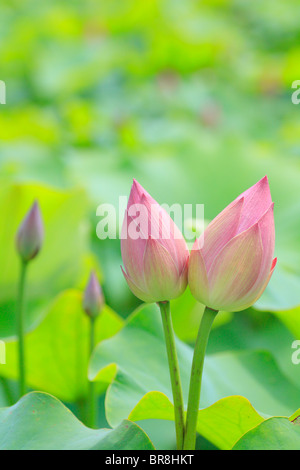 Boccioli di fiori di loto, close up, la messa a fuoco del differenziale Foto Stock