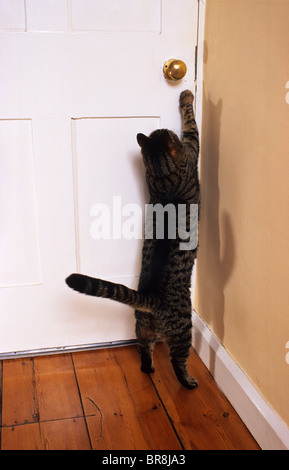 Tabby cat apertura porta in casa usando paw Foto Stock