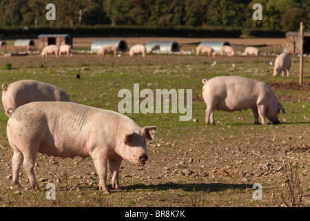 Allevati all'aperto senza intervallo gloucester old spot suini di un'azienda agricola con capanne Foto Stock