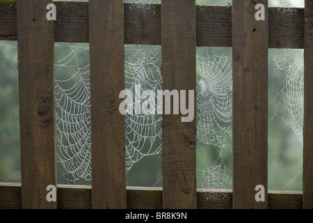 Giardino spider web (Araneus diadematus) su una tavola di legno Picket Fence in una nebbiosa mattina Foto Stock