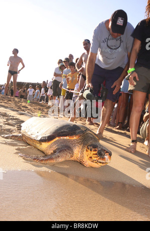 Israele, la gente guarda come una tartaruga Caretta caretta capi in mare essendo rilasciato torna alla natura Foto Stock