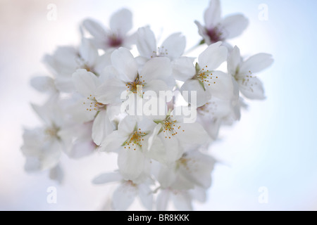 Close-up di fiori ciliegio Foto Stock