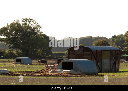 Allevati all'aperto senza intervallo gloucester old spot suini di un'azienda agricola con capanne Foto Stock