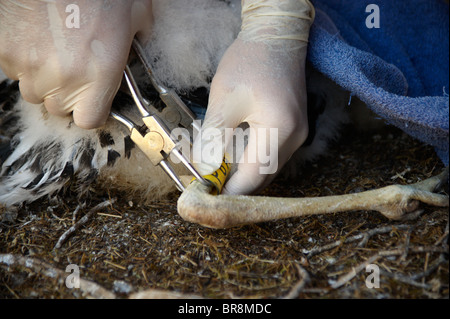 Close-up di un biologo di inanellamento degli uccelli di una cicogna nera, ciconia nigra, chick in la Tejo Internacional parco naturale, Portogallo Foto Stock