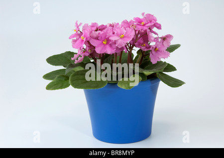 Saintpaulia, African Violet (Saintpaulia ionantha-ibrido), pianta in vaso con fiori di colore rosa. Foto Stock