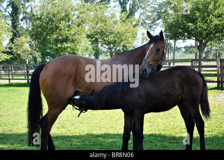 Un mare e il suo puledro in Il National Stud a Kildare Irlanda Foto Stock