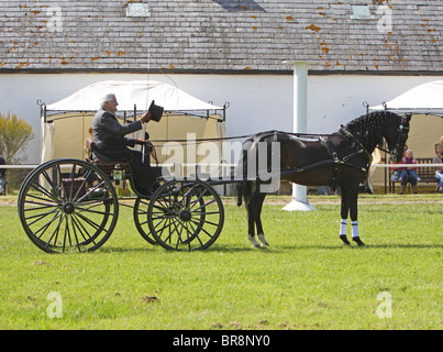Morgan Black Horse stallone tirando un carrello Foto Stock
