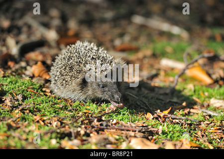 Western European riccio (Erinaceus europaeus) giovani mangiare un lombrico su moss Foto Stock