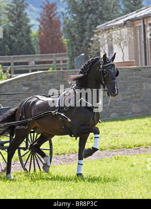 Morgan Black Horse stallone tirando un carrello Foto Stock