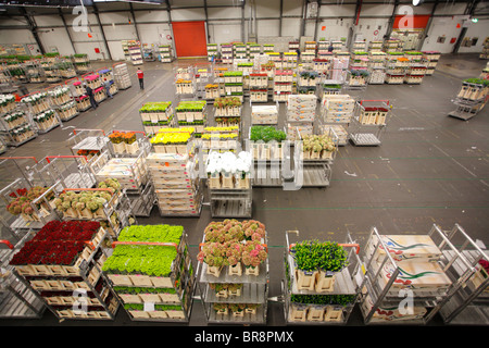 Asta dei fiori di Aalsmeer, Paesi Bassi, Olanda Foto Stock