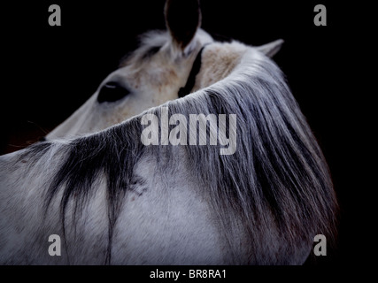 Un grigio / White Horse fotografato su uno sfondo scuro. Foto da Jim Holden Foto Stock