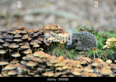 Western European riccio (Erinaceus europaeus) giovani in cerca di cibo su un vecchio ceppo coperto da funghi in autunno Foto Stock