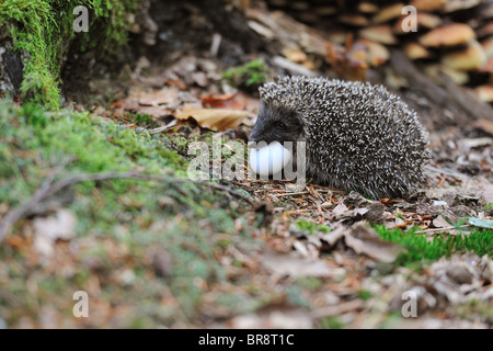 Western European riccio (Erinaceus europaeus) giovani mangiare i resti di un uovo tratteggiata Foto Stock