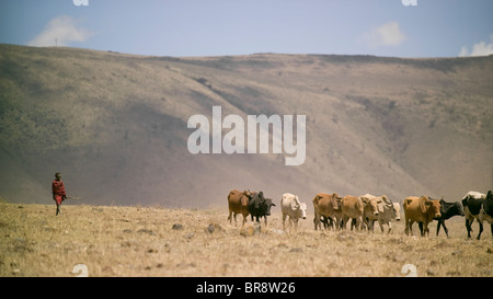 Un Maasai tribesman mandrie di bovini attraverso il cratere di Ngorongoro vicino ad Arusha in Tanzania. Foto Stock