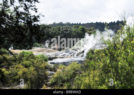 Nuova Zelanda, Isola del nord, Rotorua, Te Puia geotermica esperienza culturale, Pohutu Geyser Foto Stock